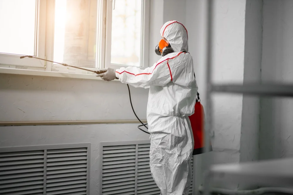 Professional mold remediation services in Elkins, NH